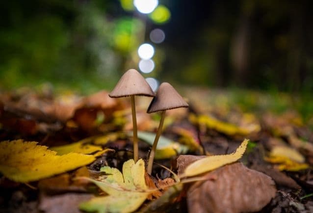 Are Magic Mushrooms Dangerous?