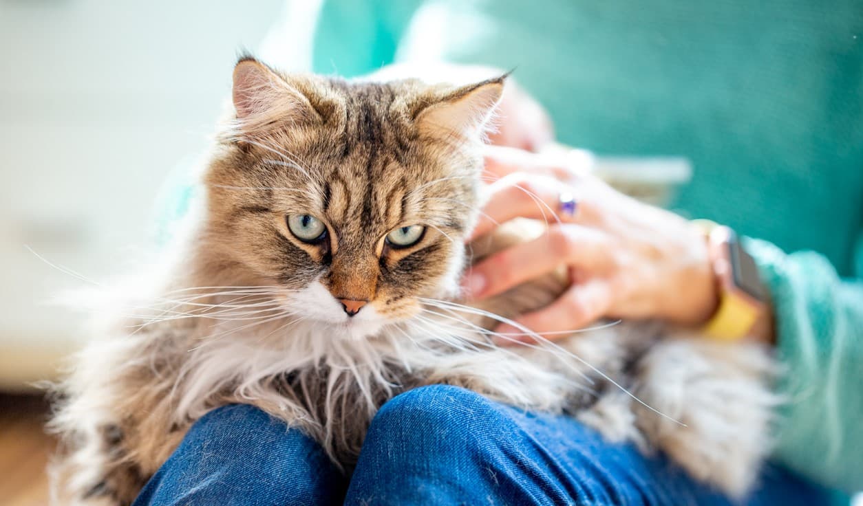 Can I Take My Pet to Rehab?