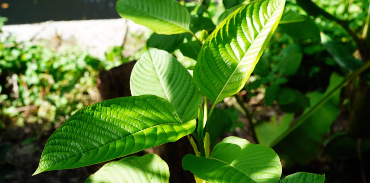 Is Kratom Addictive?